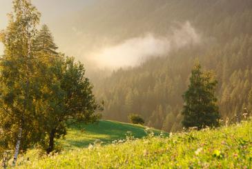 Meadows in South Tyrol