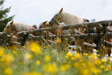 Pferde auf der Wiese