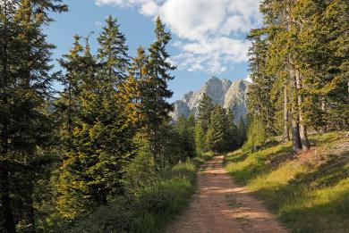 Sentiero nel bosco